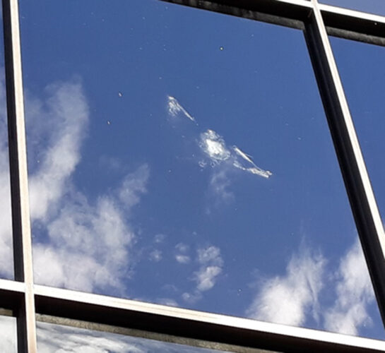 Cape Coral Friends of Wildlife to host presentation Tuesday on preventing bird-window collisions